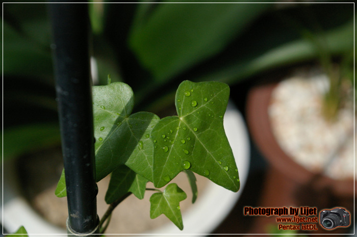 IMGP4831.jpg IMGP4831.jpg