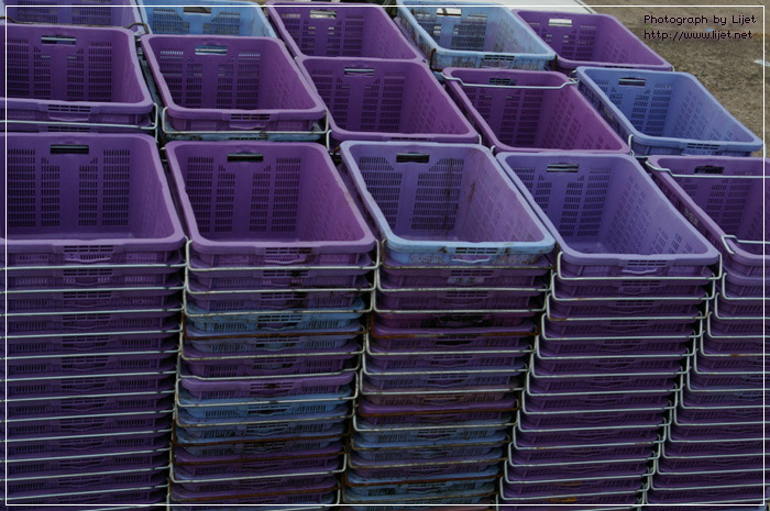 IMGP4975.jpg IMGP4975.jpg